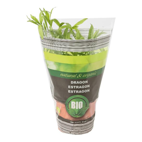 Plante aromatique bio
