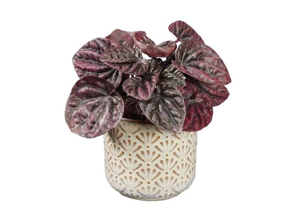 Peperomia Houseplant