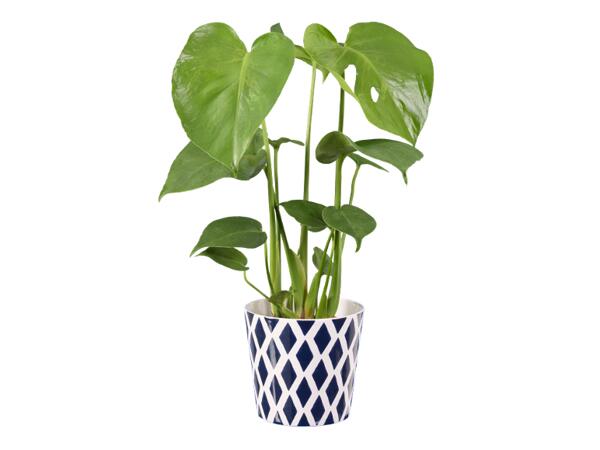 Green Plants