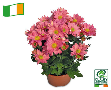 Pot Mum Chrysanthemum