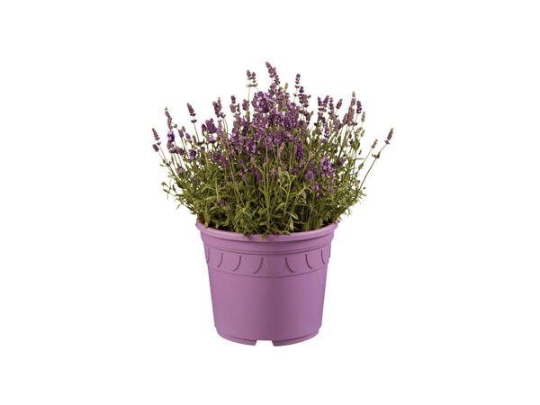 Lavendel