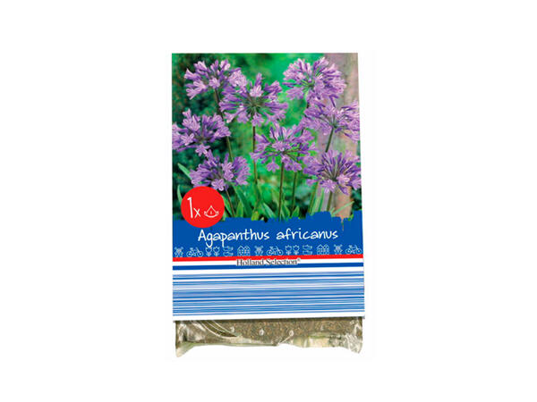 Autumn Flowering Bulbs
