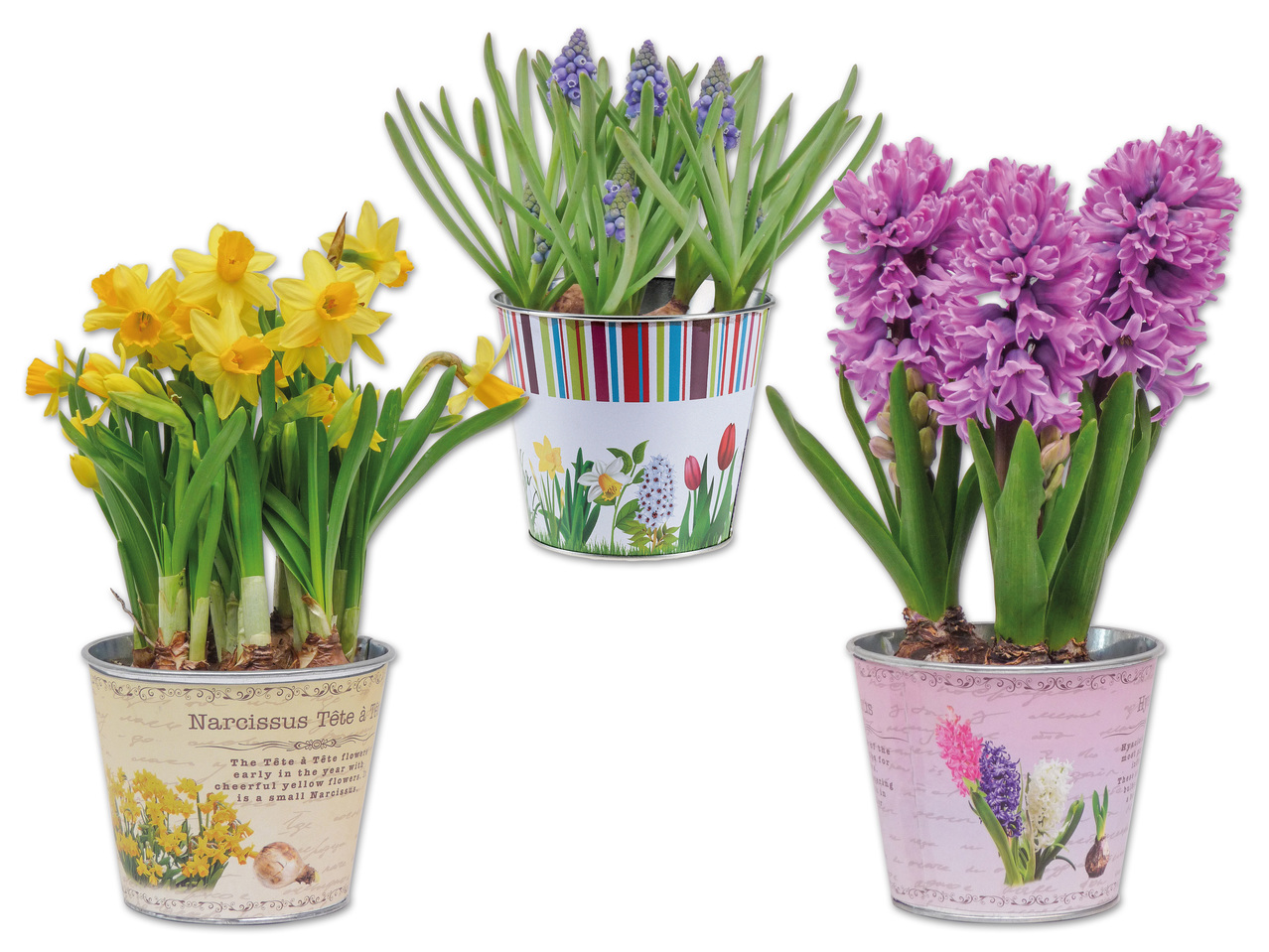 Blumenzwiebel im Frühlings-/Nostalgie Zinktopf