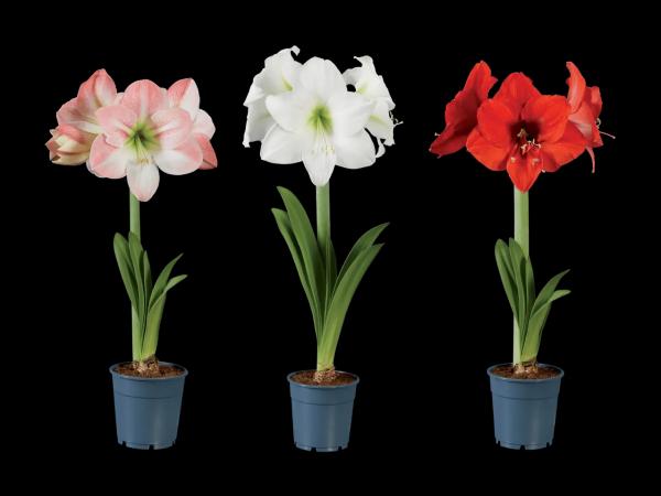 Amaryllis