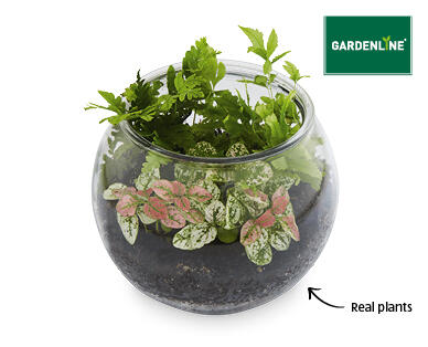 Glass Terrarium 15cm