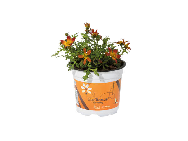 Bee Friendly Bidens