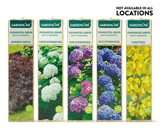Gardenline Ornamental Shrub Assorted Varieties