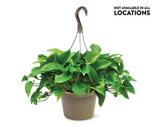 8" Foliage Assorted Varieties