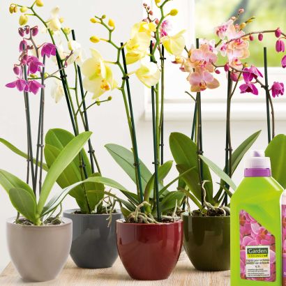 Orchidee