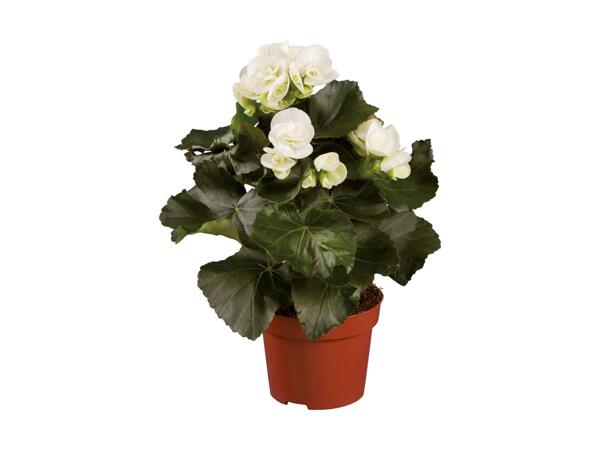 Begonia