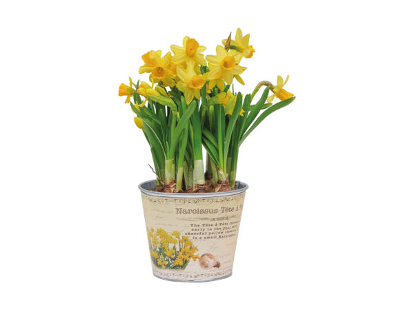 Blomsterløg i zinkpotte