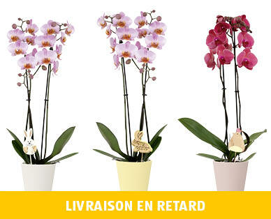 ORCHIDÉE