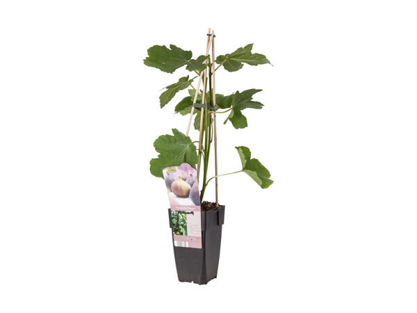 Ficus Carica