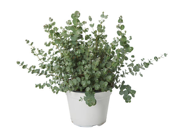 Eucalyptus
