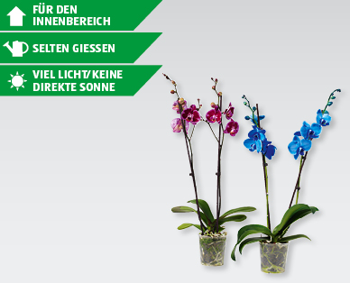 Phalaenopsis Royale