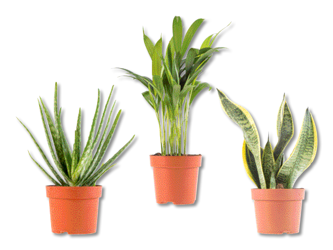Air-Purifying Plants