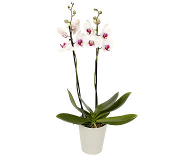 ORCHIDEE