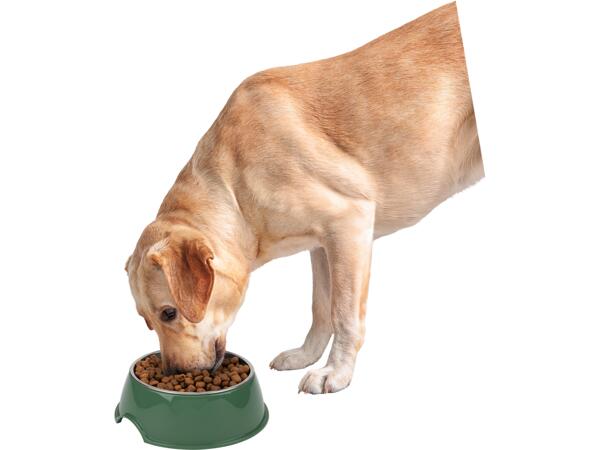 Dog Bowl / Mat Assortment