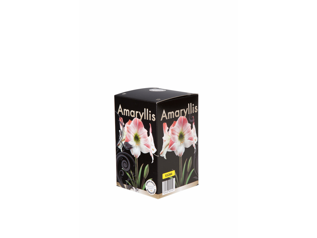Amaryllis