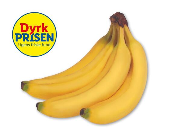 Rainforestbanan