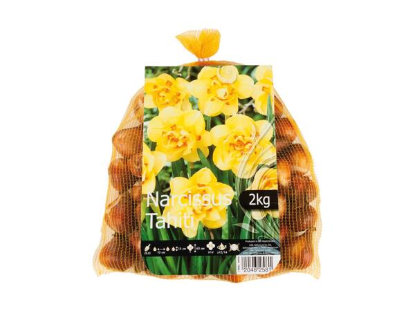 Large Pack Daffodil Bulbs 2kg