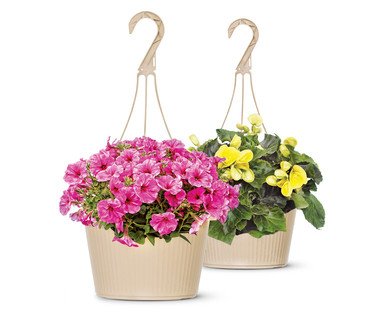 10" Hanging Basket