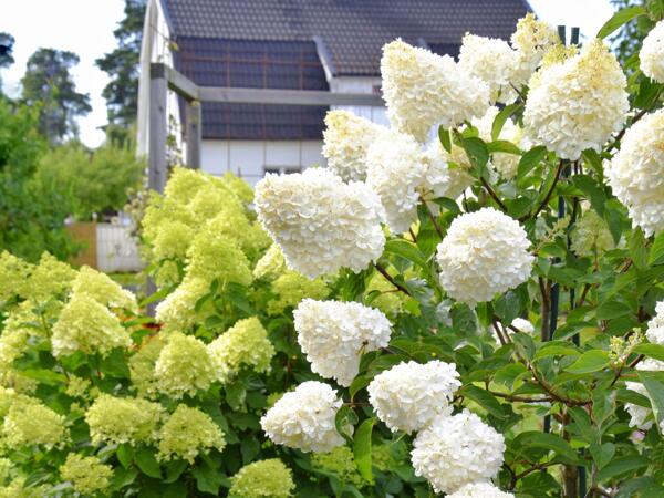 Syrenhortensia