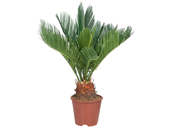 Palme