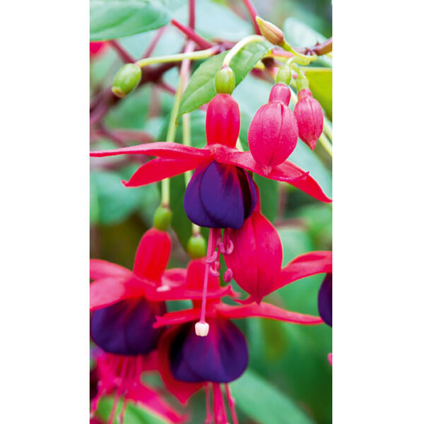 Winterharte Fuchsien