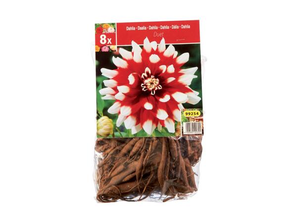 Extra Large Dahlia Bulbs