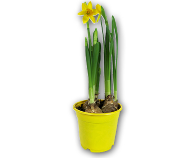 Narcisi tête-à-tête