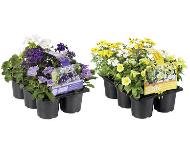 FLEURS DE BALCON