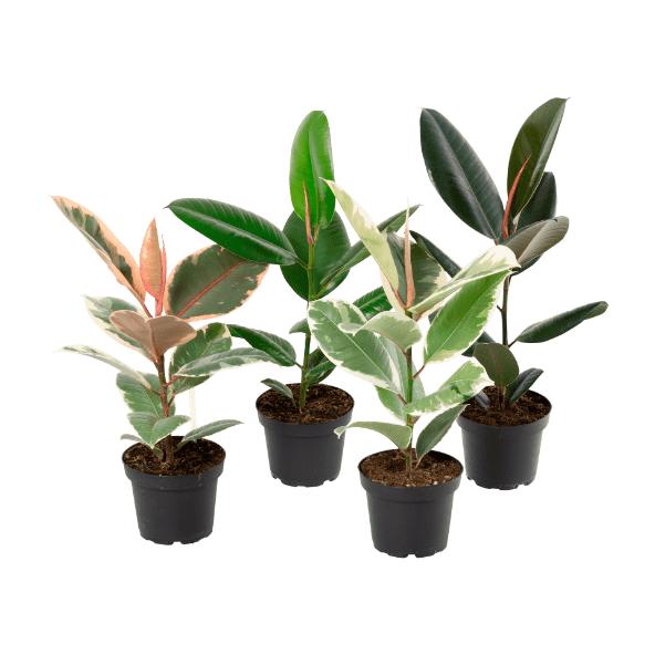 Ficus elastica