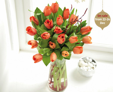 Christmas Tulips