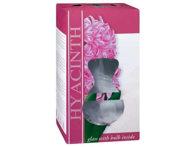Grow Your Own Hyacinth in Vase