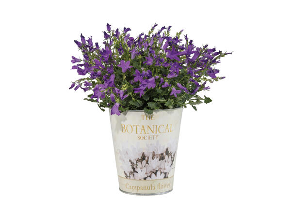 Campanula