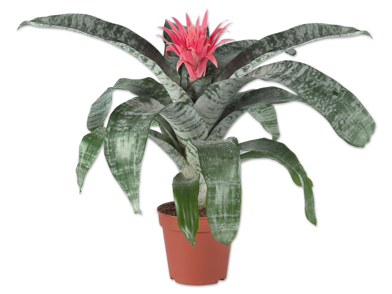 Aechmea