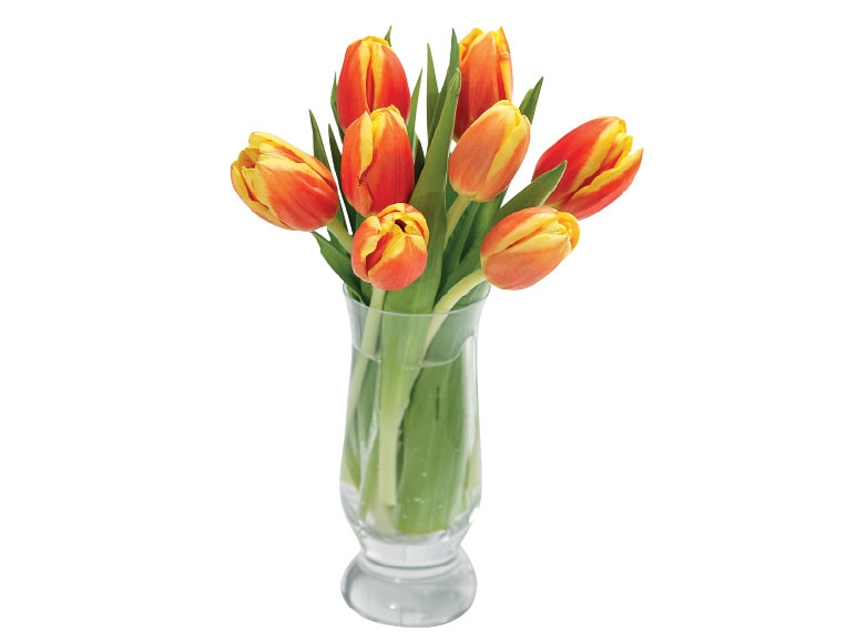 Tulips