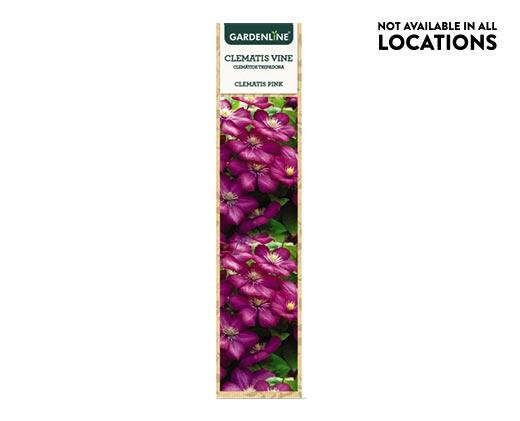 Gardenline
Clematis Flowering Vine Assorted Varieties