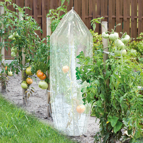 Tomaten-Reifehaube