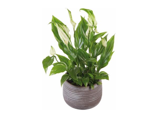 Peace Lily in Ceramic