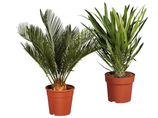 Exotic Plants