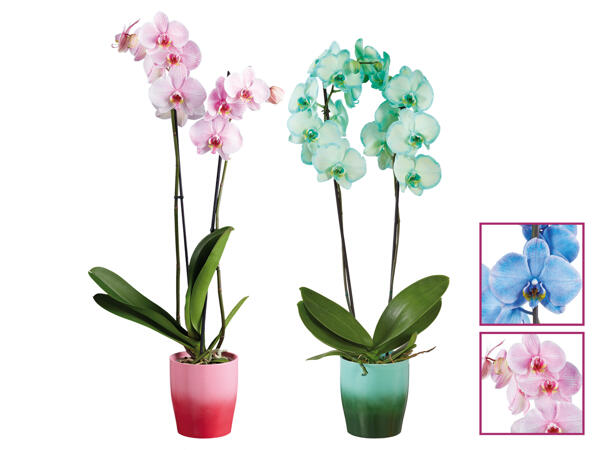Orchidee Royal in Keramik, 2 Trieber