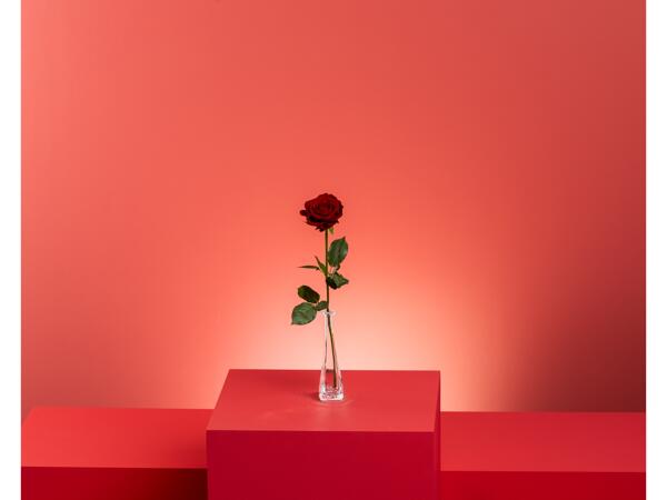 Single Rose