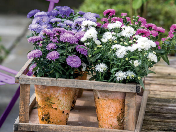 Asters