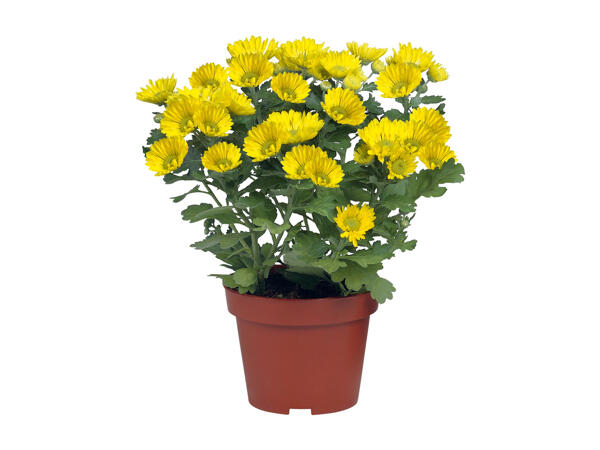 Chrysanthemums