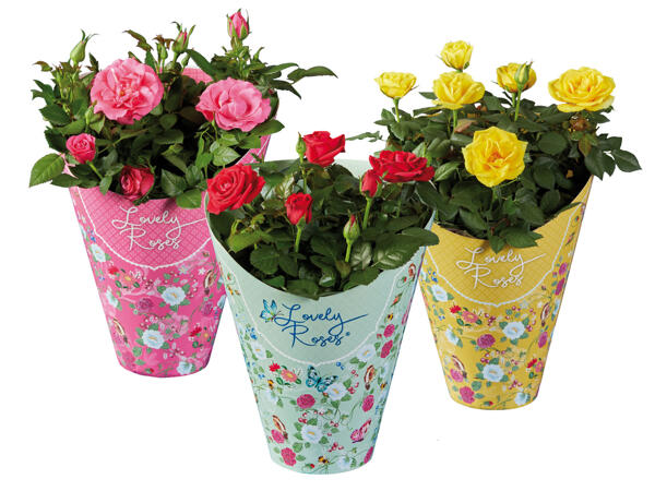 Roses "Lovely Rose"