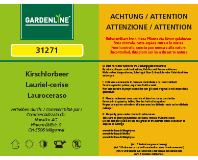 Kirschlorbeer