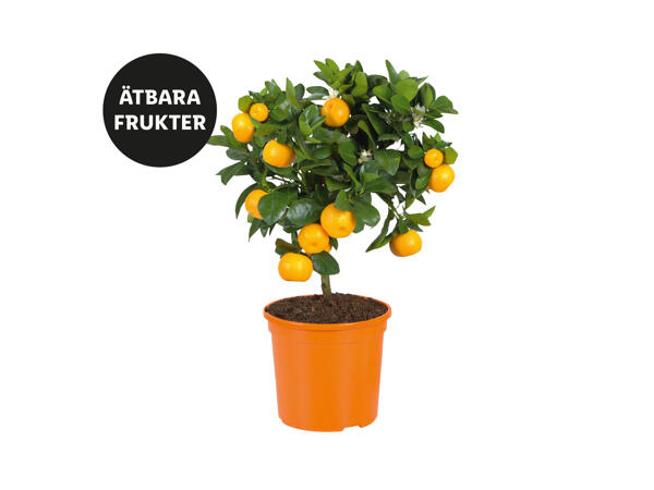 Citrusträd