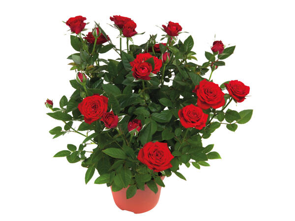 Rosier en pot